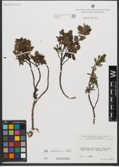 Foto von Salix waldsteiniana Willd.